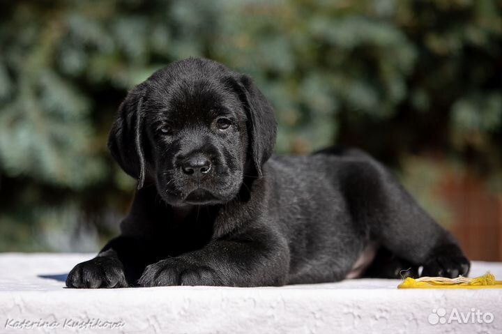 Щенки лабрадора
