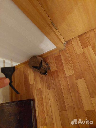 Отдам в добрые руки кролика