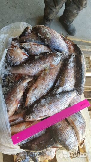 Синец с/м 20+