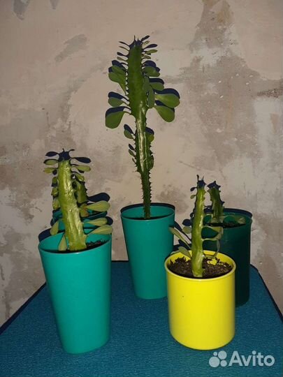 Молочай кактус