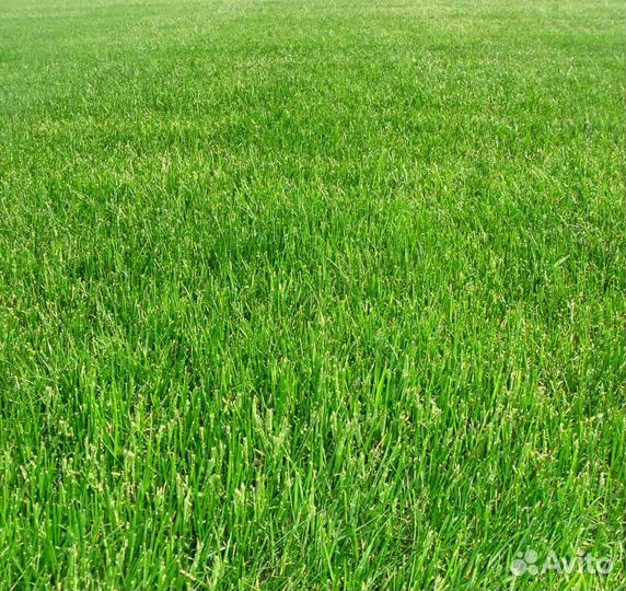 Семена мятлик луговой оптом от 100кг