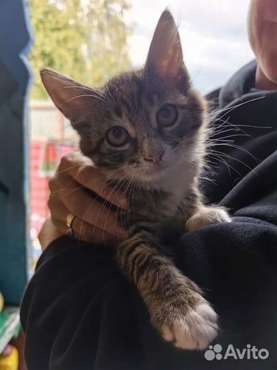 Котята в добрые руки бесплатно