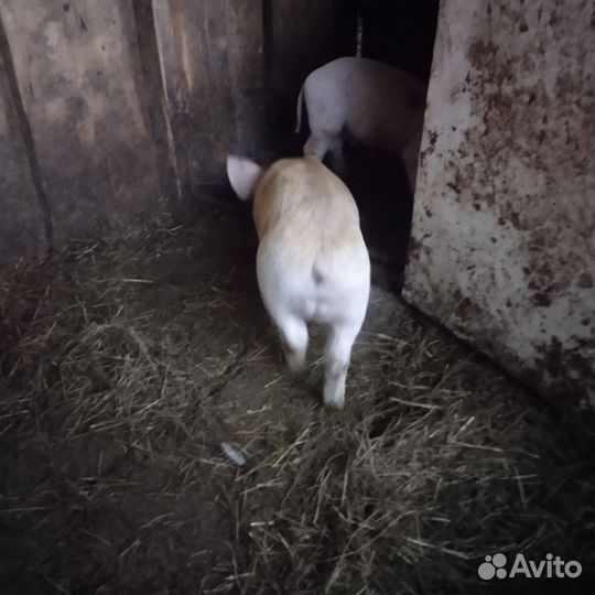 Поросятки