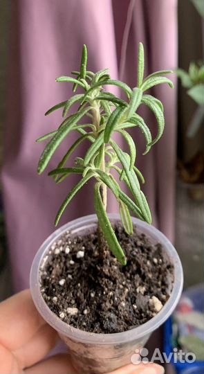 Розмарин, чебрец (тимьян),лаванда в горшке