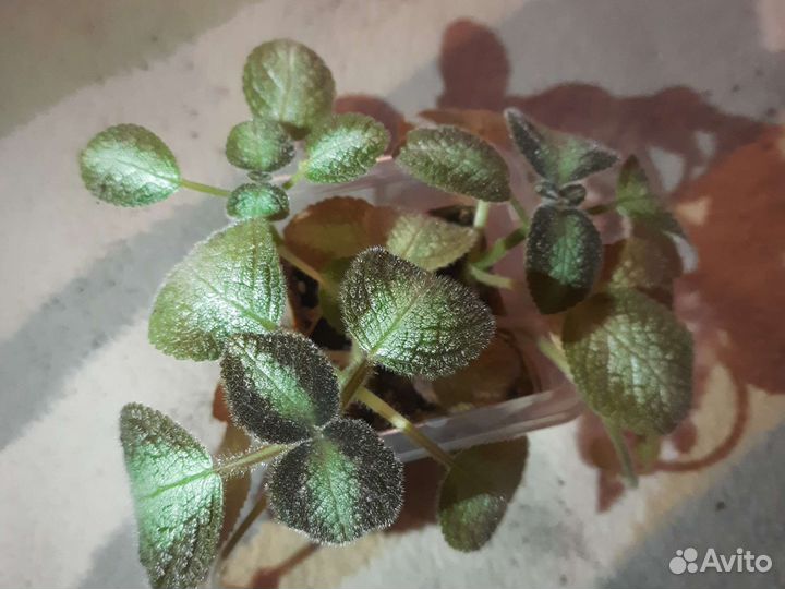 Эписции сортовые