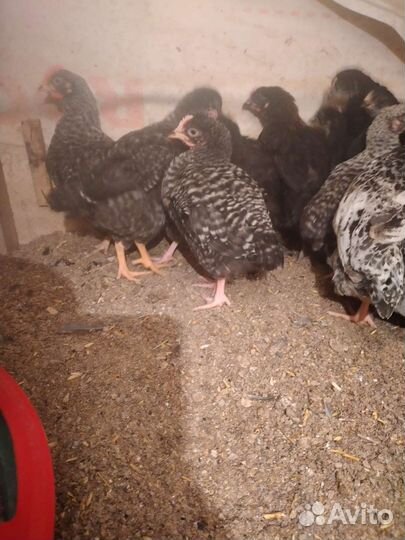 Цыплята кур несушек