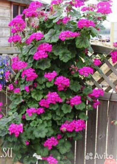 Пеларгонии каскадные, розебудные,зональные