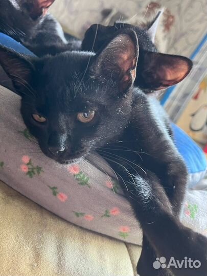 Бомбеская порода