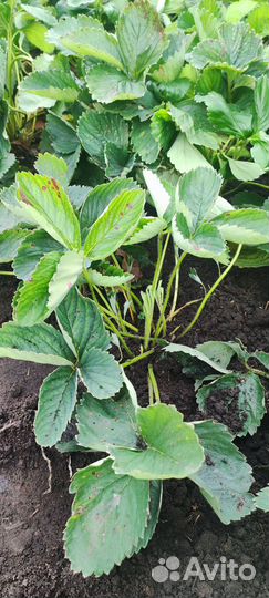 Рассада клубники