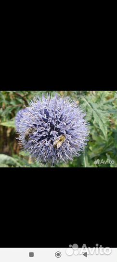 Семена мордовника