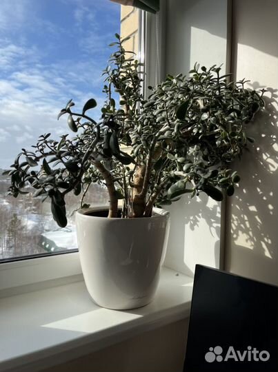 Толстянка 80см, в горшке с автополивом Lechuza