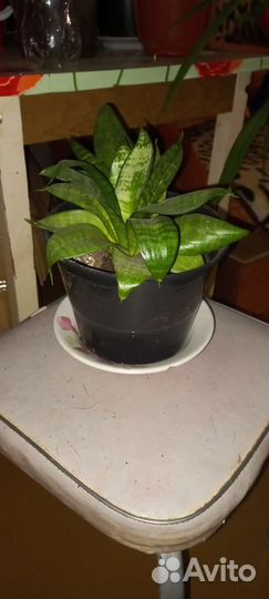 Сансевиерия ханни