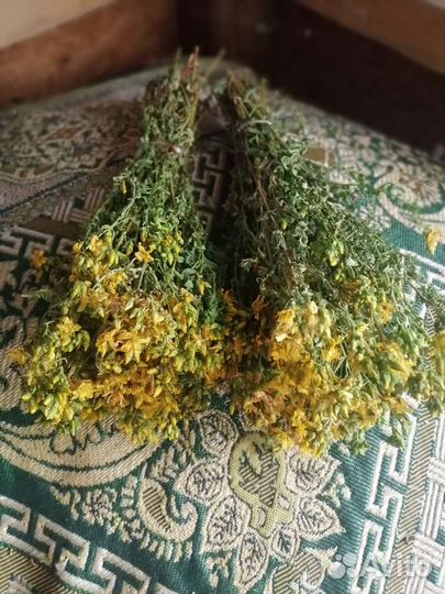 Зверобой, свежий сбор