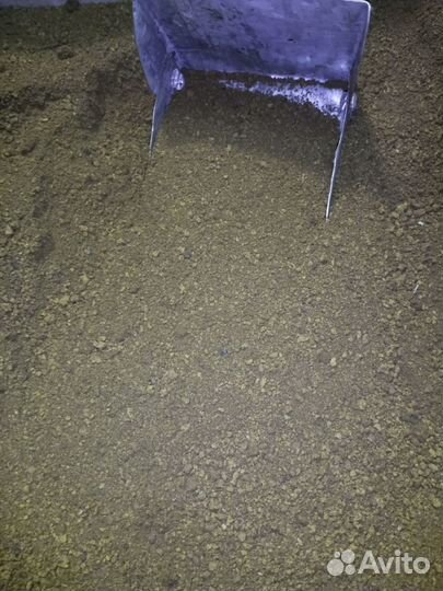 Чага березовая от сборщика