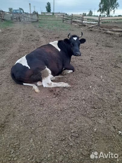 Продам коров на мясо
