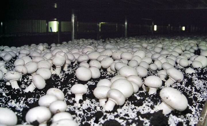 Мицелий для выращивания Шампиньонов