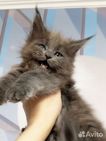 Кошечки мейн кун