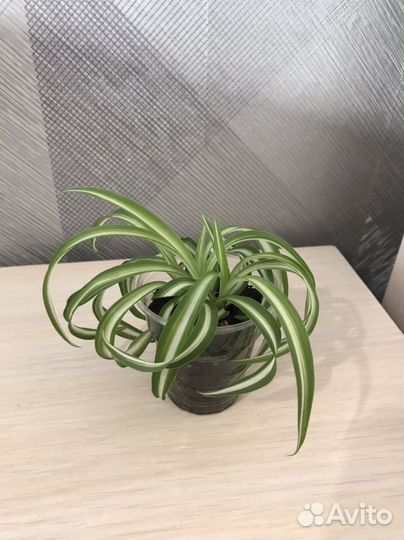 Хлорофитум кудрявый или кучерявый (Chlorophytum co