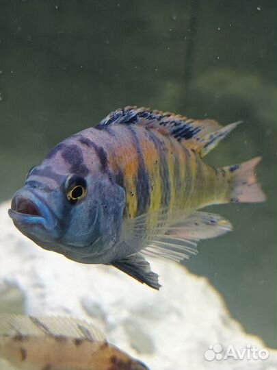 Цихлид хаплохромис найерери