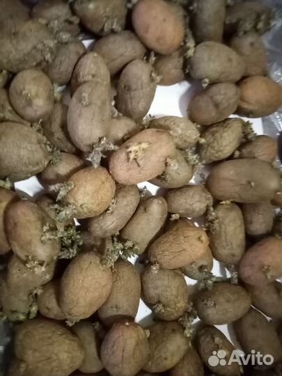 Картофель семенной