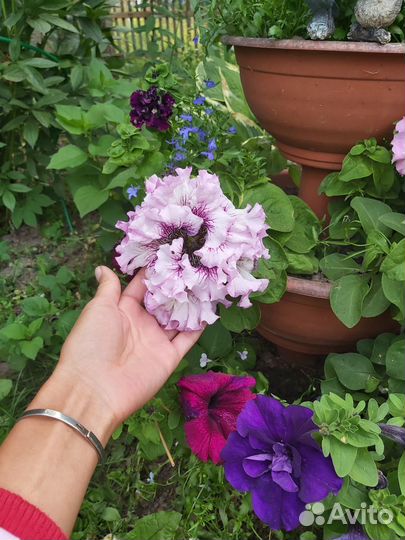 Рассада петунии сортовой