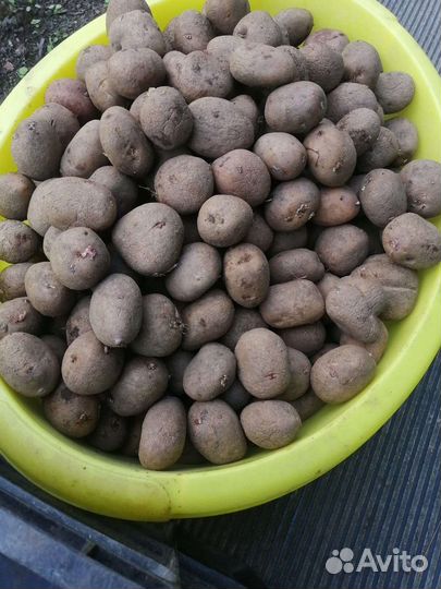 Семенной картофель