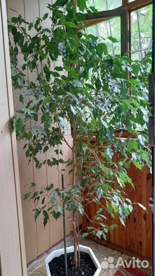 Комнатные растения фикусы