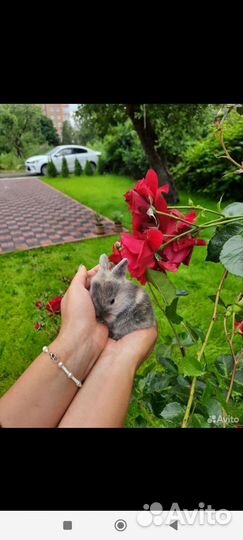 Декоративные кролики