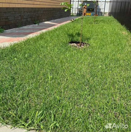 Рулонный газон