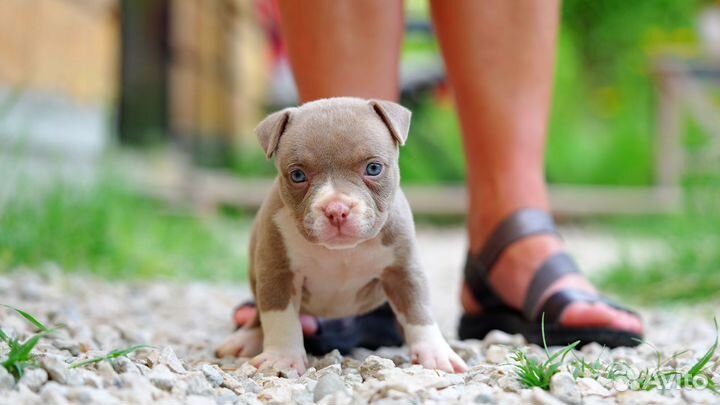 Американский Булли щенки девочка