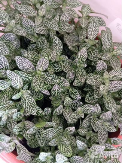 Фитония отростки