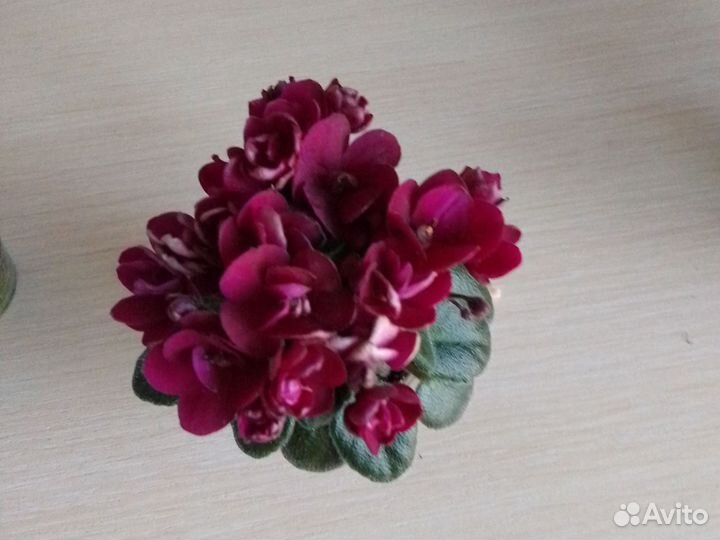 Фиалка