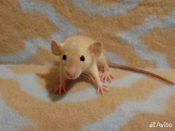 Крысята, Крыски - дамбоушки, микки - маусы, клетки