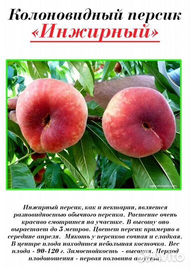 Смородина саженцы