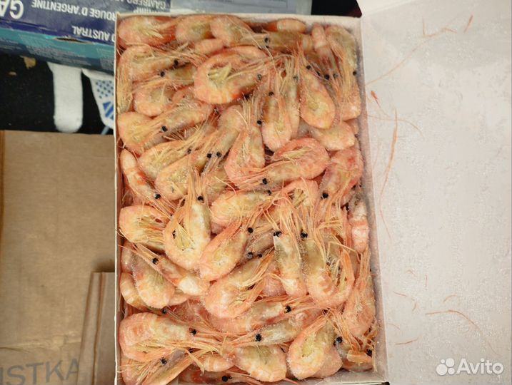 Креветка углохвостая