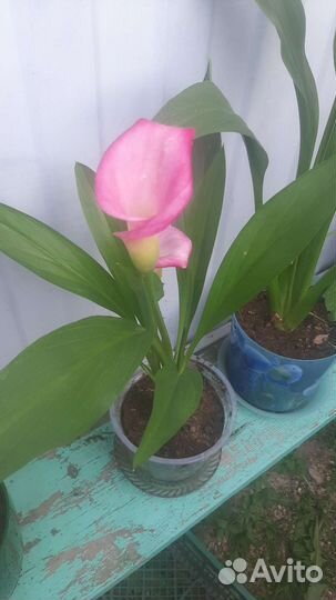 Калла в горшке цветущая