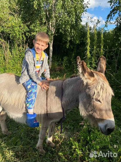 Катание на лошадях