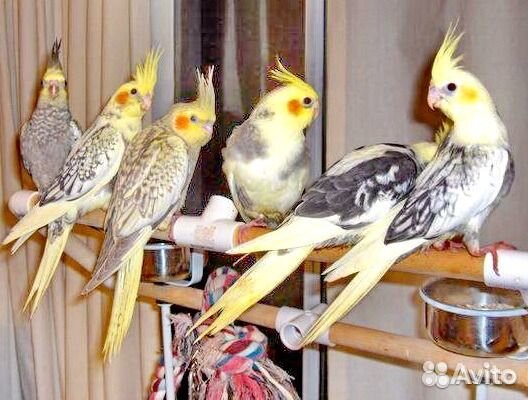 Птенцы попугаев корелла, клетки