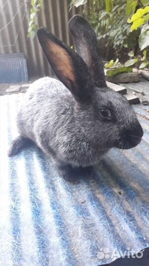 Кролик