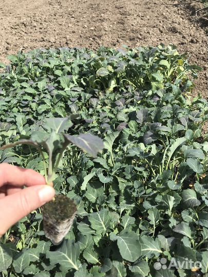 Рассада брокколи