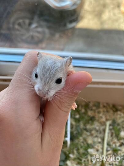 Мышь песчанка