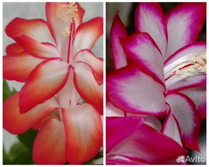 Декабристы