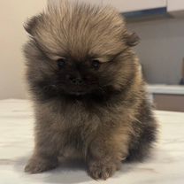 Померанский шпиц, щенок