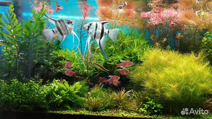 Растения для аквариума