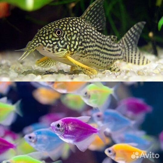 Аквариумные рыбки Краснодар