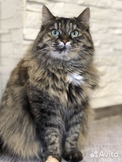 Пушистая кошечка