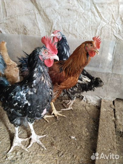 Продам петушков