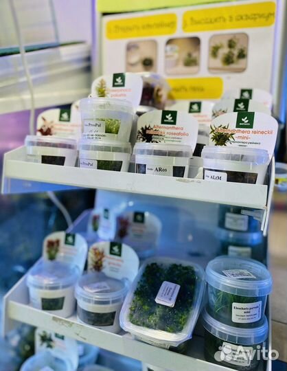 Меристемные растения -поставка от 24.02.24