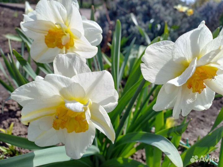Луковицы нарциссов