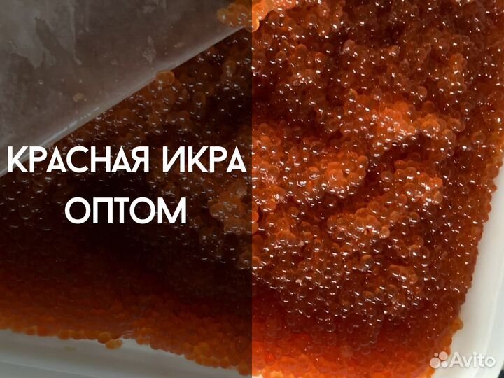 Свежая красная икра оптом